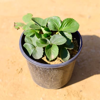 Buy Strawberry in 6 Inch Nursery Pot Online | Urvann.com