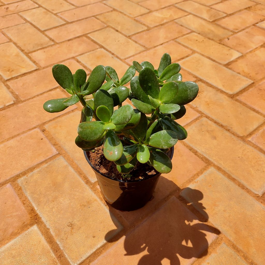 Crassula in 6 Inch Nursery Pot