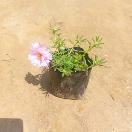 Portulaca Moss Rose (Any colour ) in 4 Inch Nursery Bag