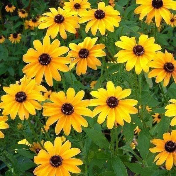 Sunflower Miniature Seeds - Excellent Germination