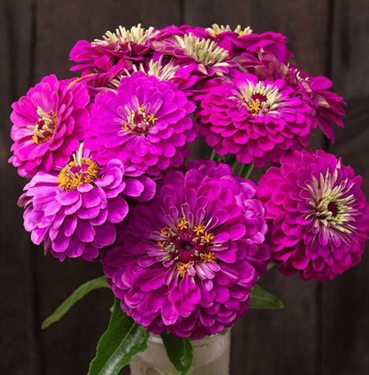 Buy Zinnia Purple Seeds - Excellent Germination Online | Urvann.com Zinnia Purple Seeds - Excellent Germination