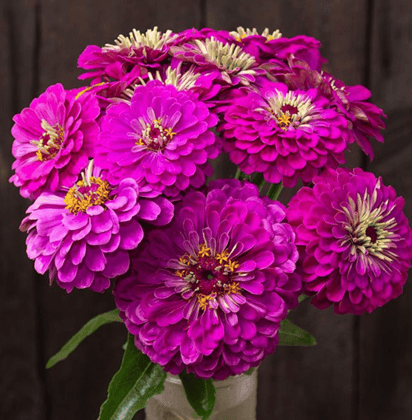 Buy Zinnia Purple Seeds - Excellent Germination Online | Urvann.com