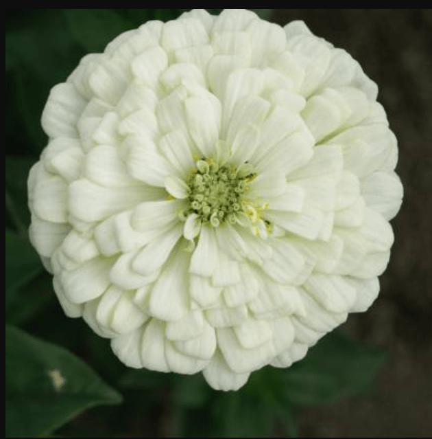 Zinnia White Seeds  - Excellent Germination Summer Seeds