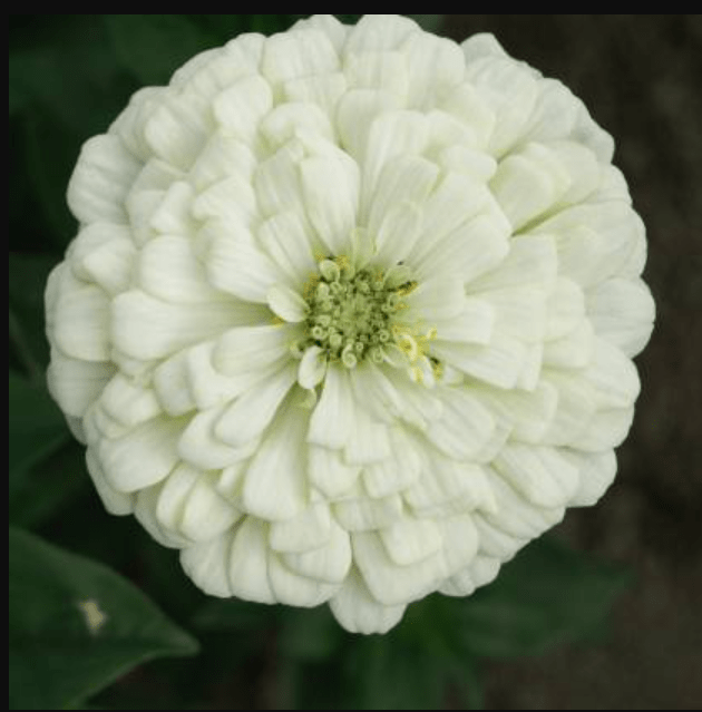 Buy Zinnia White Seeds - Excellent Germination Summer Seeds Online | Urvann.com Zinnia White Seeds - Excellent Germination Summer Seeds