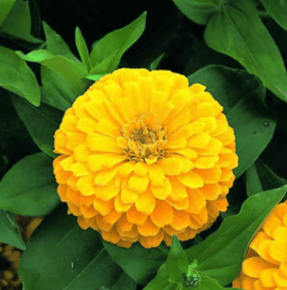 Buy Zinnia Yellow Seeds  - Excellent Germination Summer Seeds Online | Urvann.com