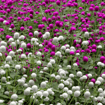 Buy Gomphrena Mixed Seed - Excellent Germination Summer Seeds Online | Urvann.com