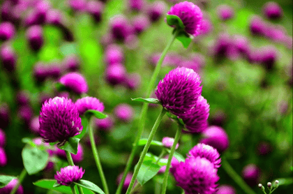 Buy Gomphrena Purple Seed - Excellent Germination Online | Urvann.com
