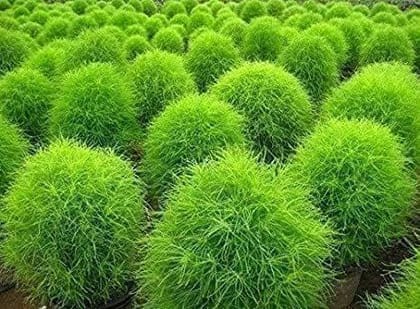 Buy Kochia Seeds- Excellent Germination Summer Seeds Online | Urvann.com