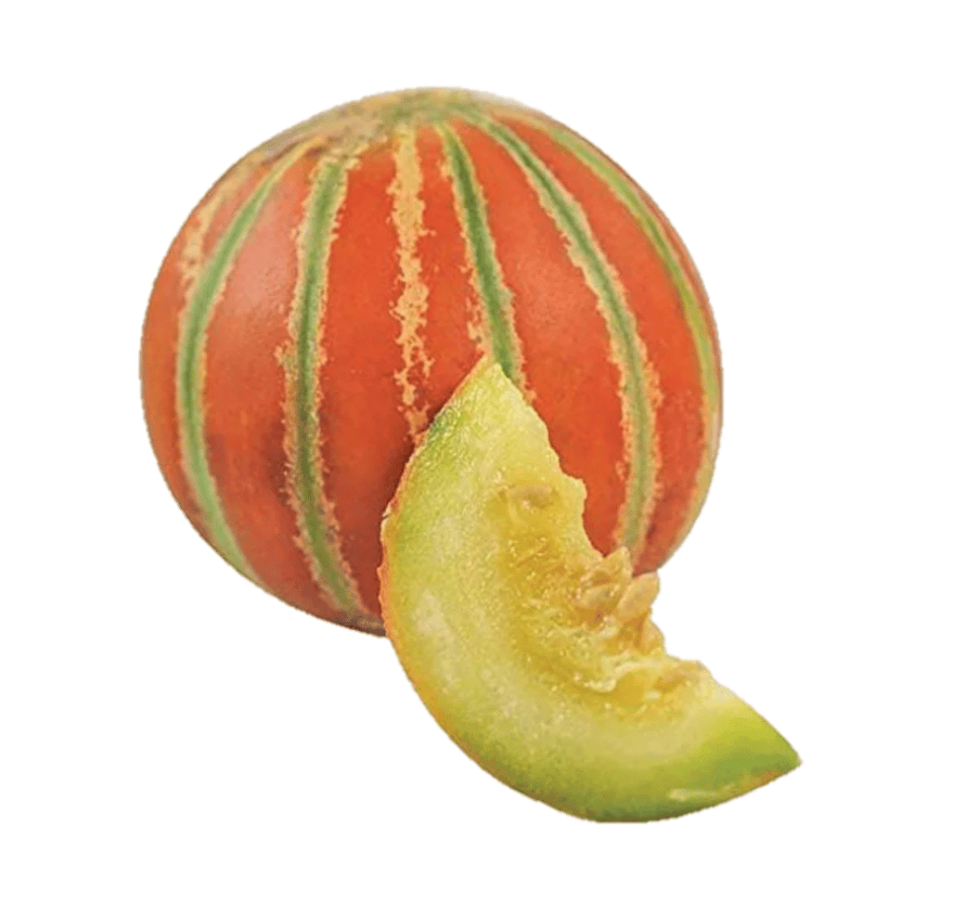 Buy Muskmelon Kajri Seeds - Excellent Germination Online | Urvann.com Muskmelon Kajri Seeds - Excellent Germination