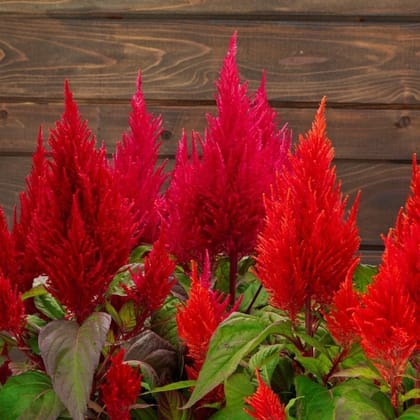 Buy Celosia Red seeds - Excellent Germination Online | Urvann.com
