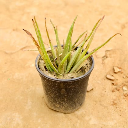 Buy Aloe Vera  in 6 Inch Nursery Pot Online | Urvann.com