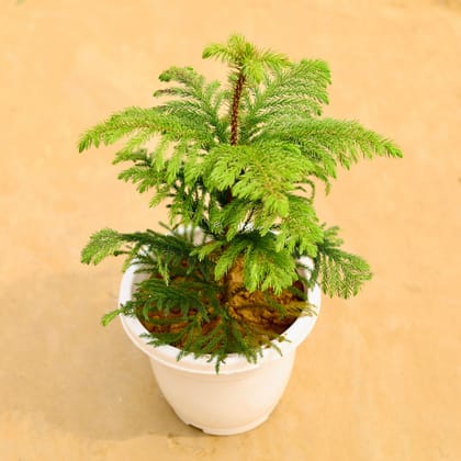 Buy Araucaria / Christmas Tree in 10 Inch Classy White Plastic Pot Online | Urvann.com