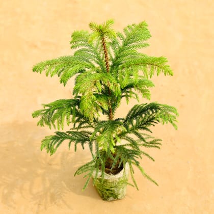 Buy Araucaria / Christmas Tree in 6 Inch Nursery Bag Online | Urvann.com