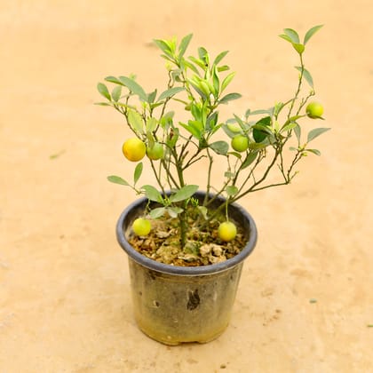 Buy China Orange in 8 Inch Nursery Pot Online | Urvann.com