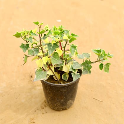 Buy English Ivy Succulent in 6 Inch Nursery Pot Online | Urvann.com