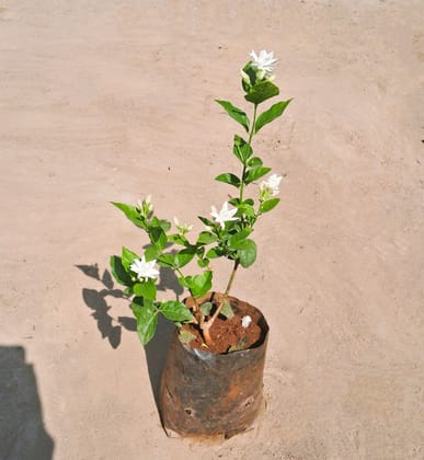 Mogra Plant In 7 Inch Nursery Bag