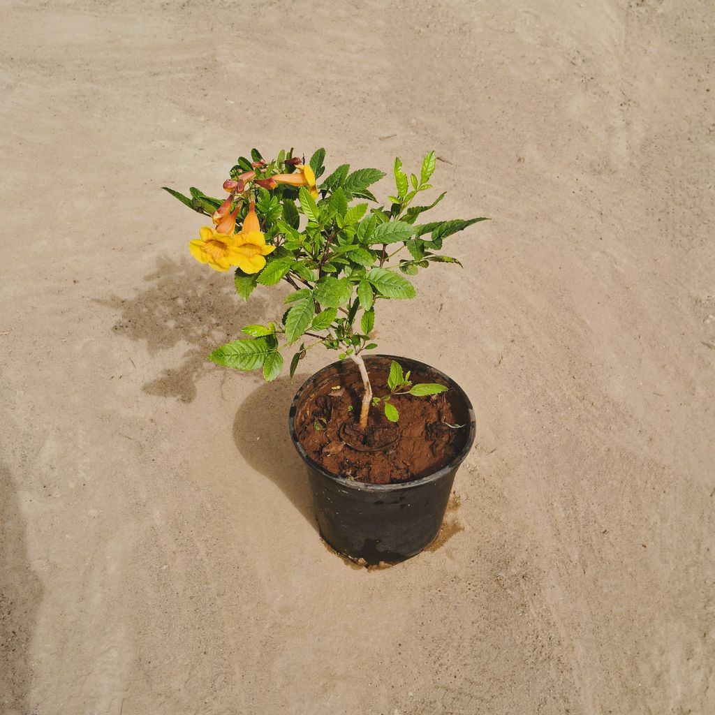 Tecoma Yellow in 6 Inch Nursery Pot