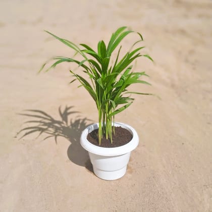 Buy Areca Palm Mini in 6 Inch Classy White Plastic Pot Online | Urvann.com