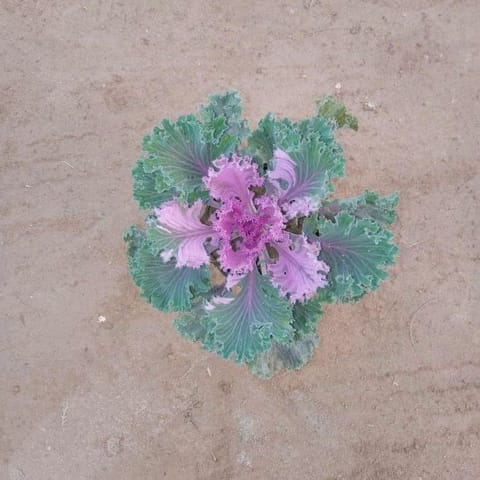 Kale purple in 4 Inch Nursery Bag