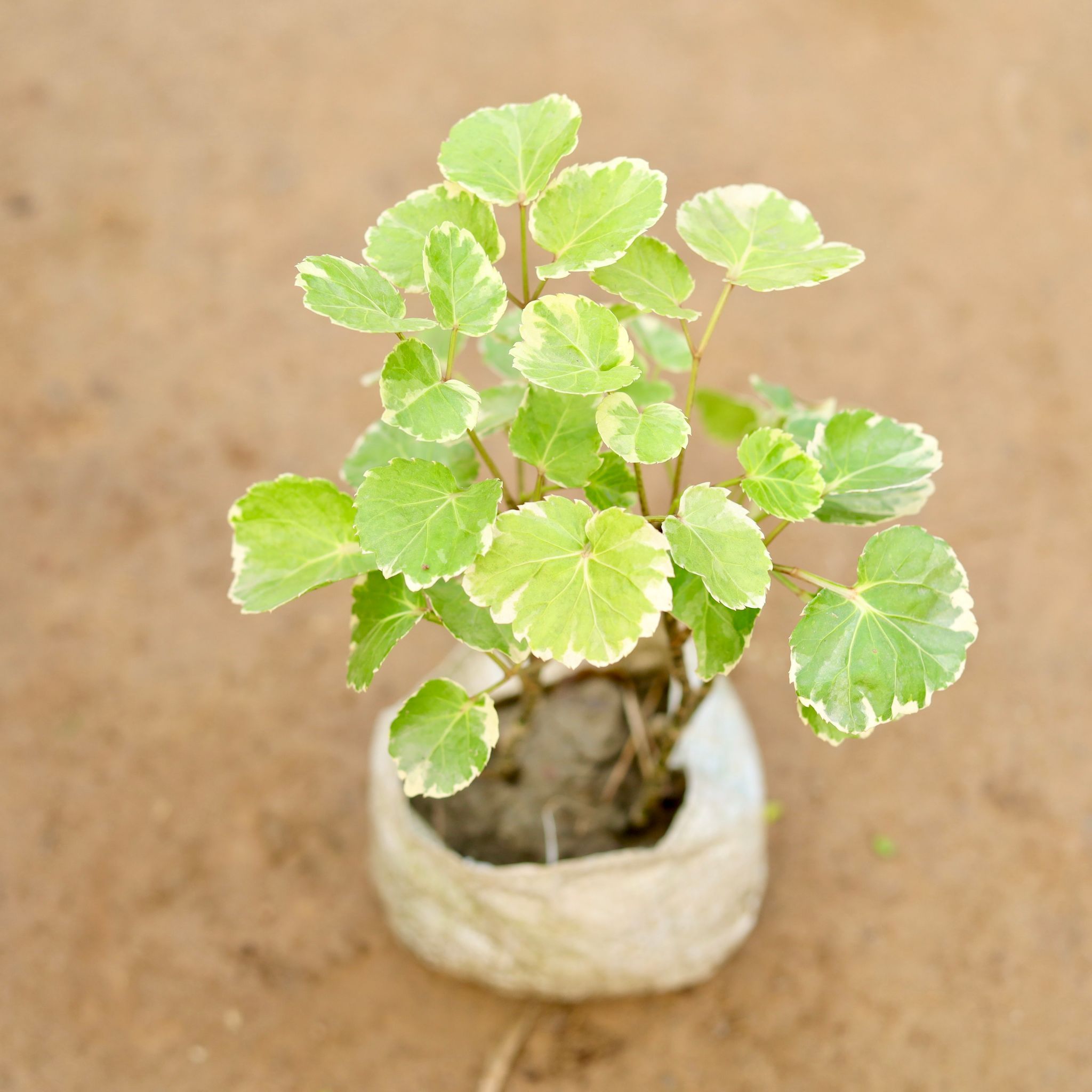 Aralia Apple Leaf / Dinner Plate in 4 Inch Nursery Bag
