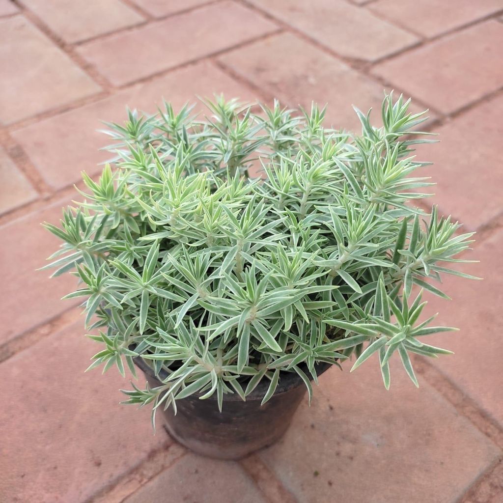 Buy Sedum Succulent White in 4 Inch Plastic Pot Online | Urvann.com Sedum Succulent White in 4 Inch Nursery Pot