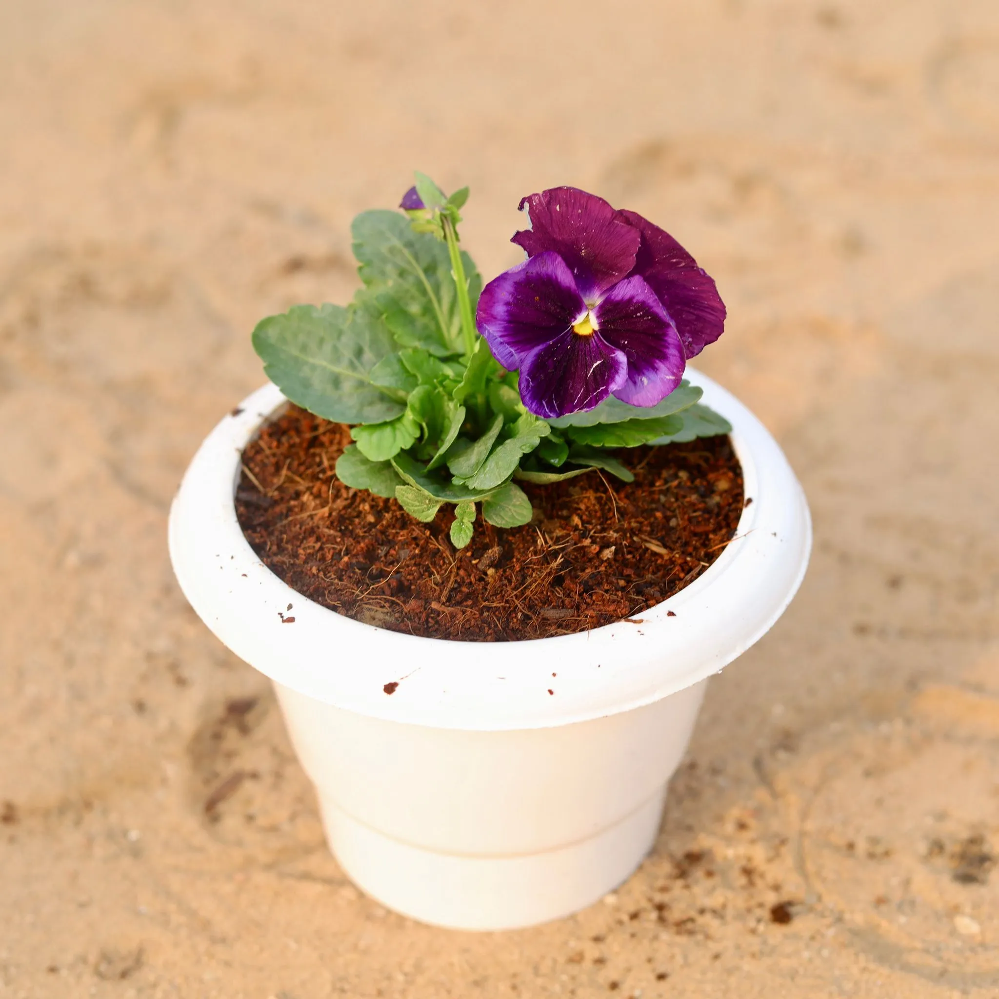 Pansy (any colour) in 6 Inch Classy White Plastic Pot