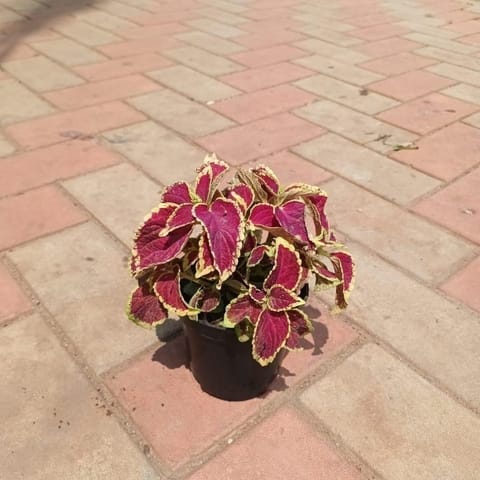 Coleus (any colour) in 4 Inch Nursery Pot