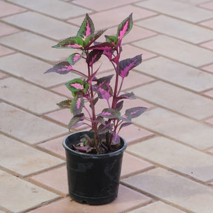 Coleus Chocolate Covered Cherry (any pattern) in 4 Inch Nursery Pot