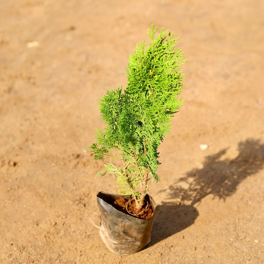 Buy Morpankhi Golden in 4 Inch Nursery Bag Online | Urvann.com Morpankhi Golden/Thuja in 4 Inch Nursery Bag