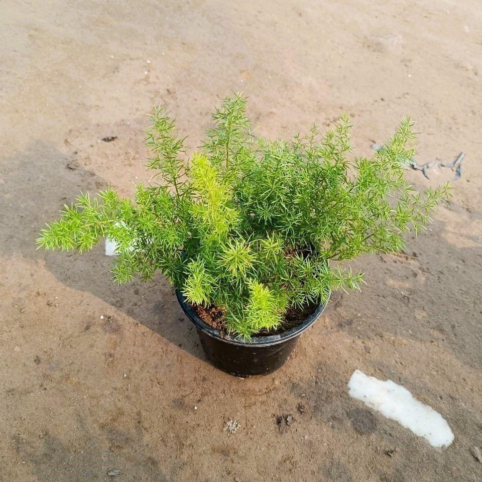 Asparagus Mary / Foxtail Plant in 6 Inch Nursery Pot
