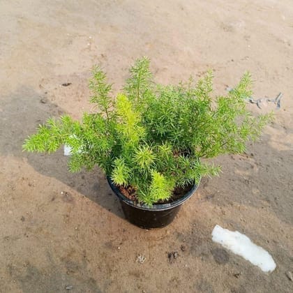 Buy Asparagus Mary / Foxtail Plant in 6 Inch Nursery Pot Online | Urvann.com