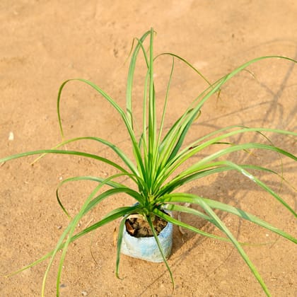 Buy Lolina / Pony Tail Palm in 4 Inch Nursery Bag Online | Urvann.com