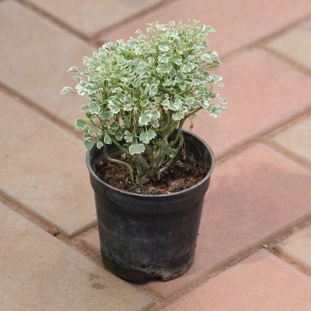 Aralia white in 4 Inch Nursery Pot Aralia white in 4 Inch Nursery Pot