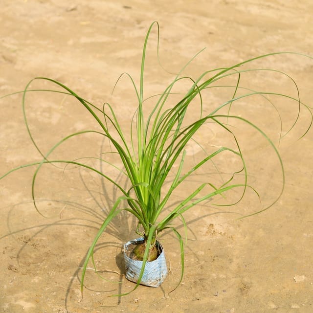 Lolina Palm / Pony Tail Palm in 4 Inch Nursery Bag Lolina Palm / Pony Tail Palm in 4 Inch Nursery Bag