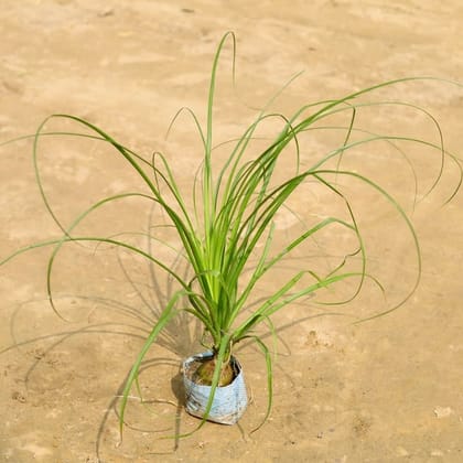 Lolina Palm / Pony Tail Palm in 4 Inch Nursery Bag