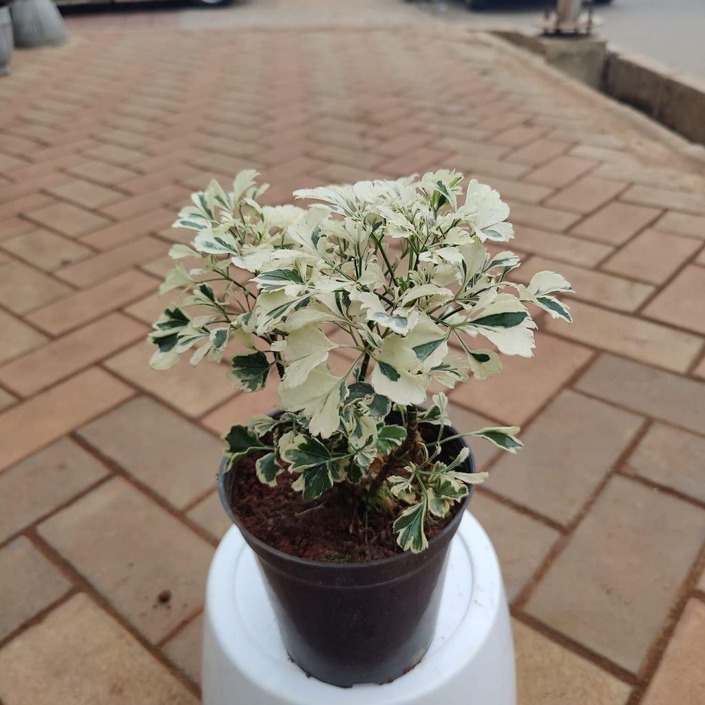Buy Aralia White in 5 Inch Plastic Pot Online | Urvann.com Aralia White in 5 Inch Nursery Pot
