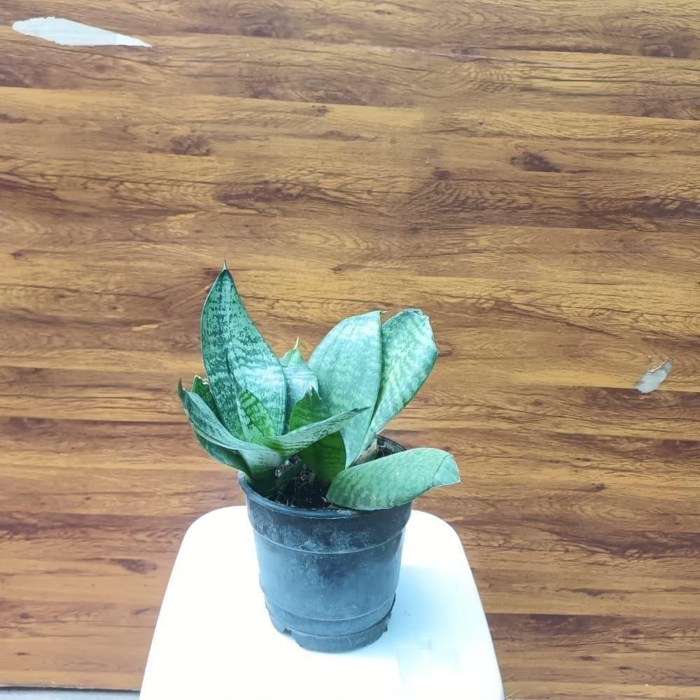 Buy Snake Plant Green in 4 Inch Plastic Pot Online | Urvann.com Snake Dwarf Green in 4 Inch Nursery Pot