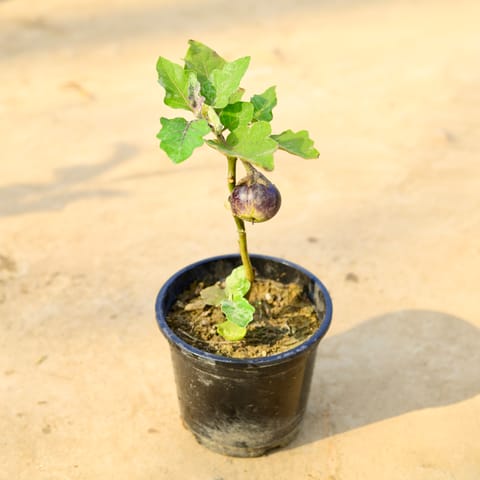 Brinjal / Baigan in 6 Inch Nursery pot