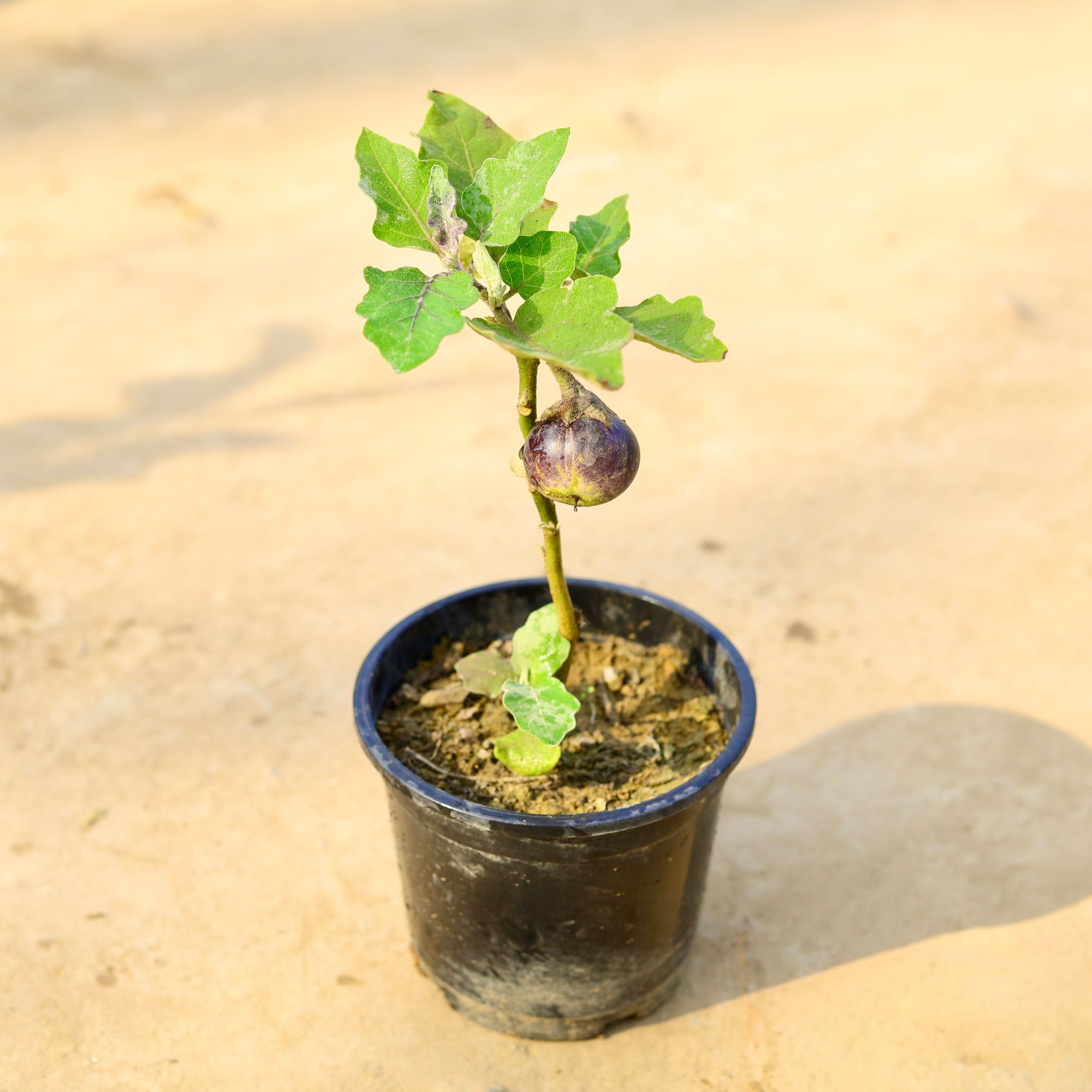 Brinjal / Baigan in 6 Inch Nursery pot