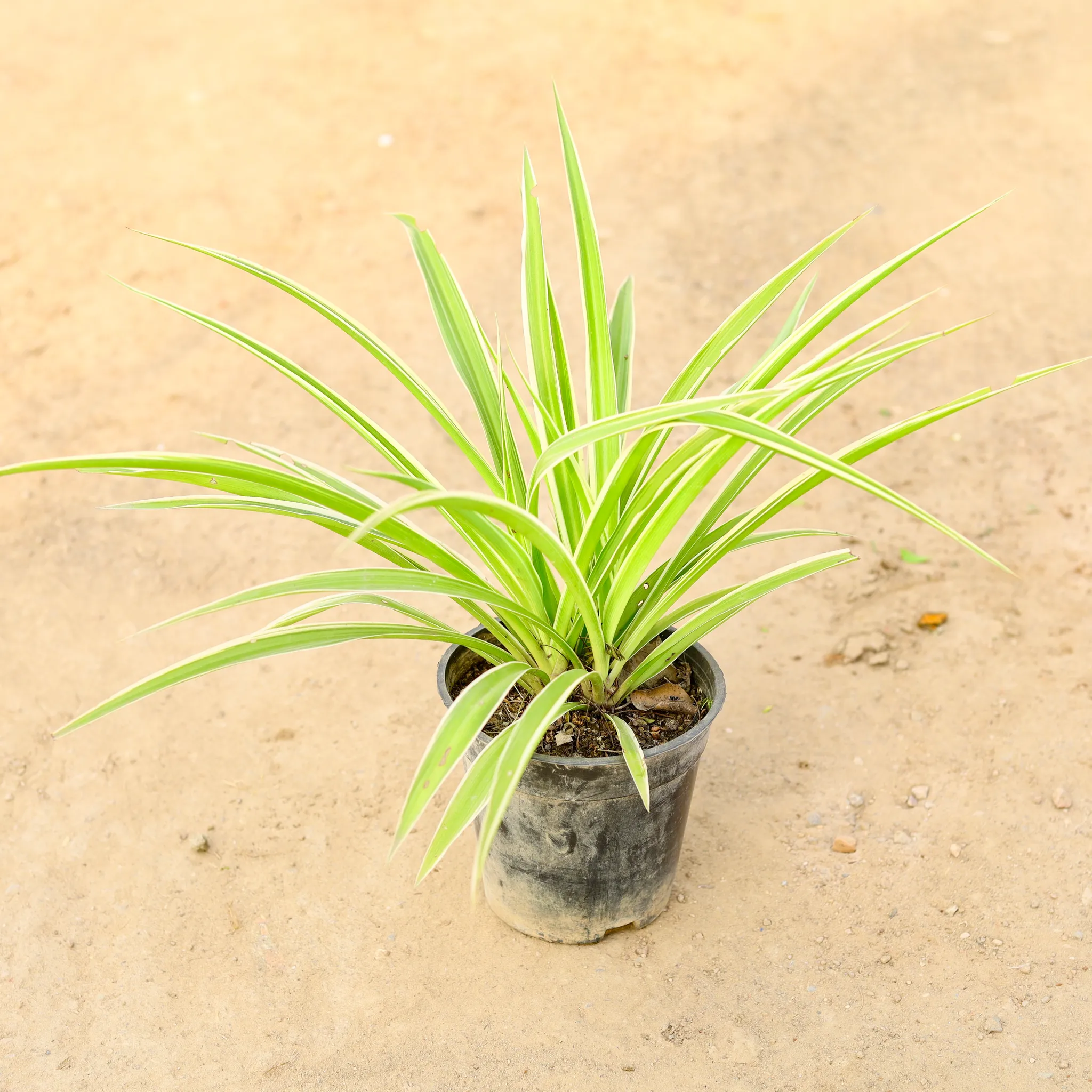 Spider in 6 Inch Nursery pot