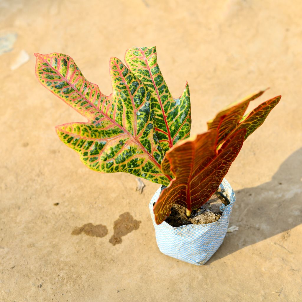 Croton Oakleaf in 4 Inch Nursery Bag