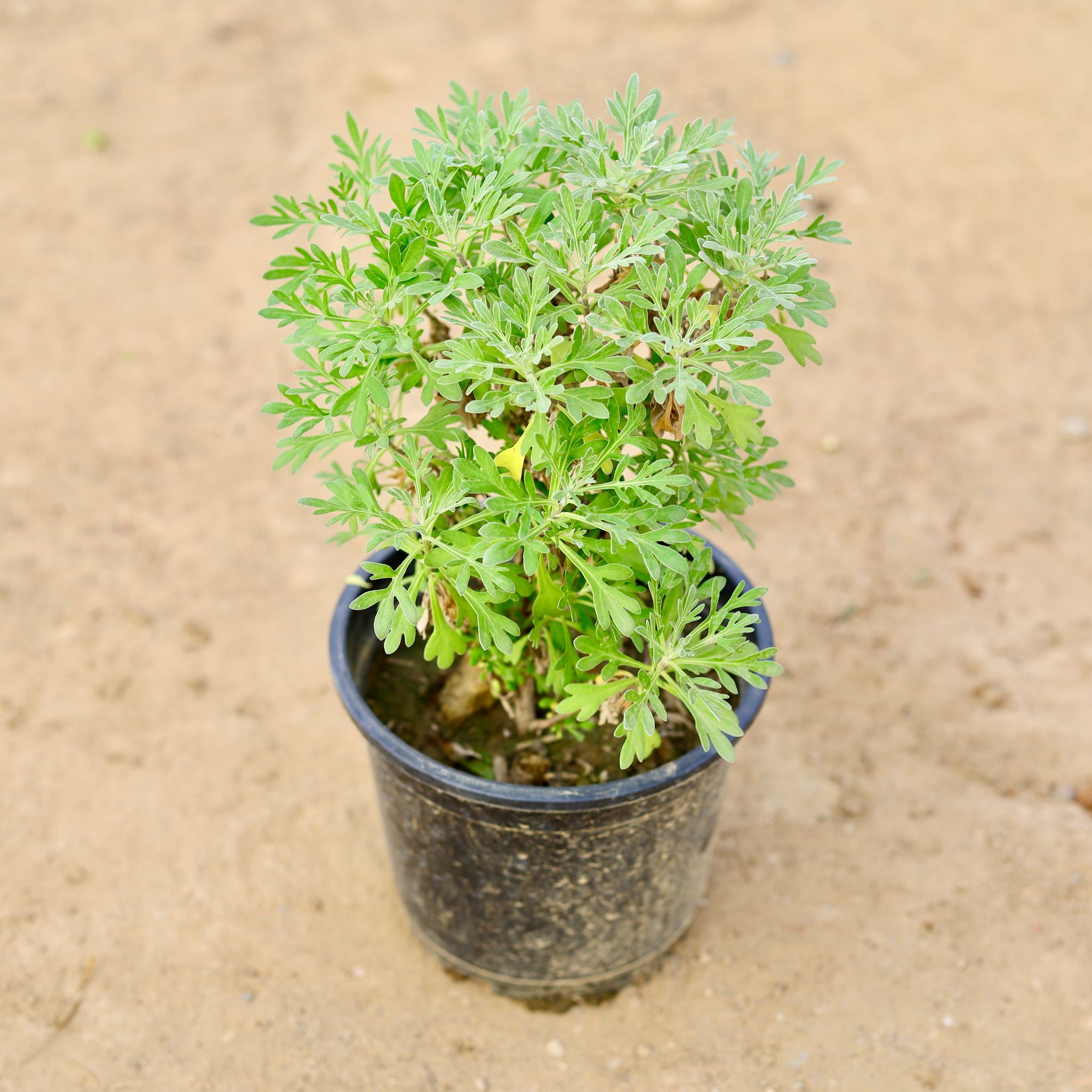 Lavender in 6 Inch Nursery pot