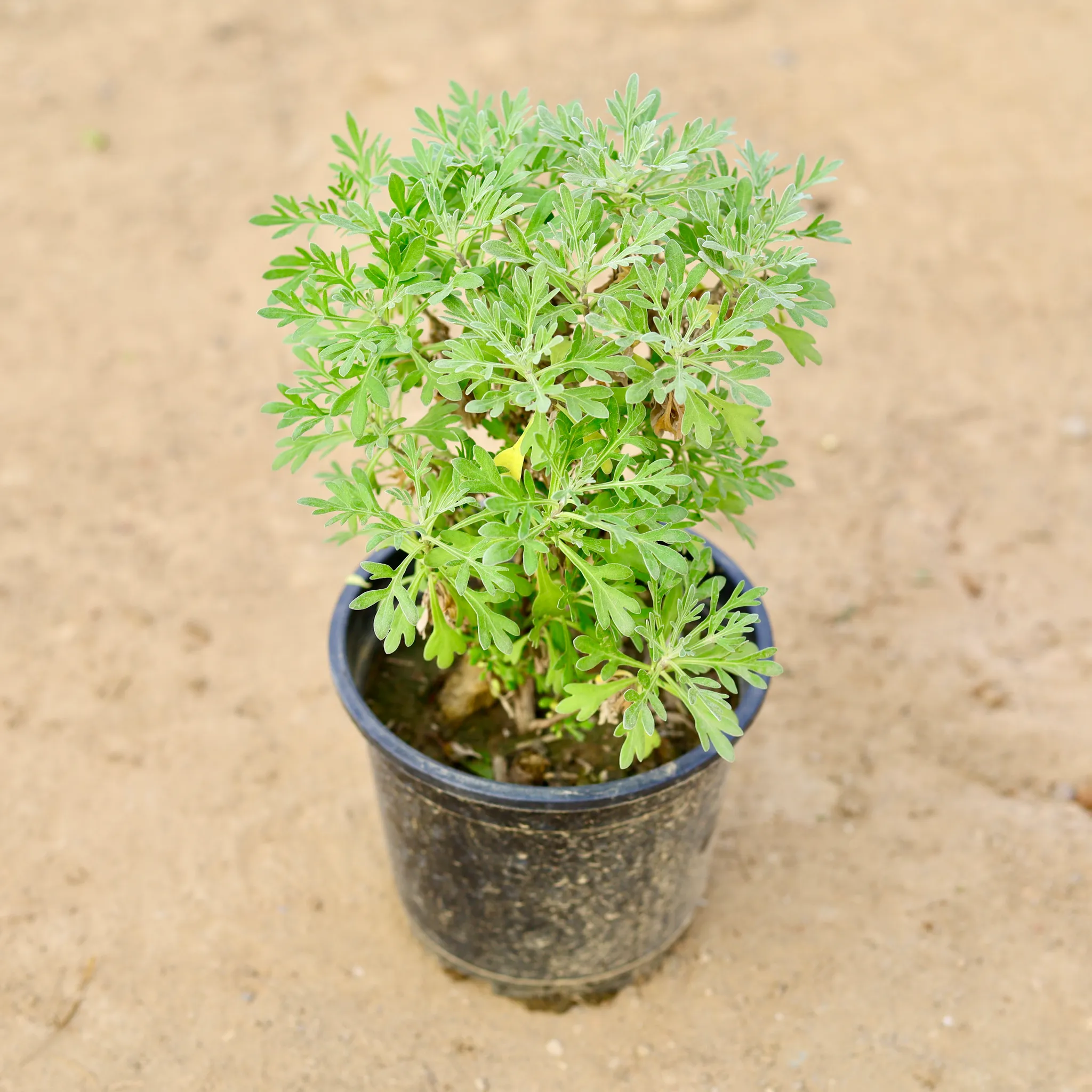 Lavender in 6 Inch Nursery pot