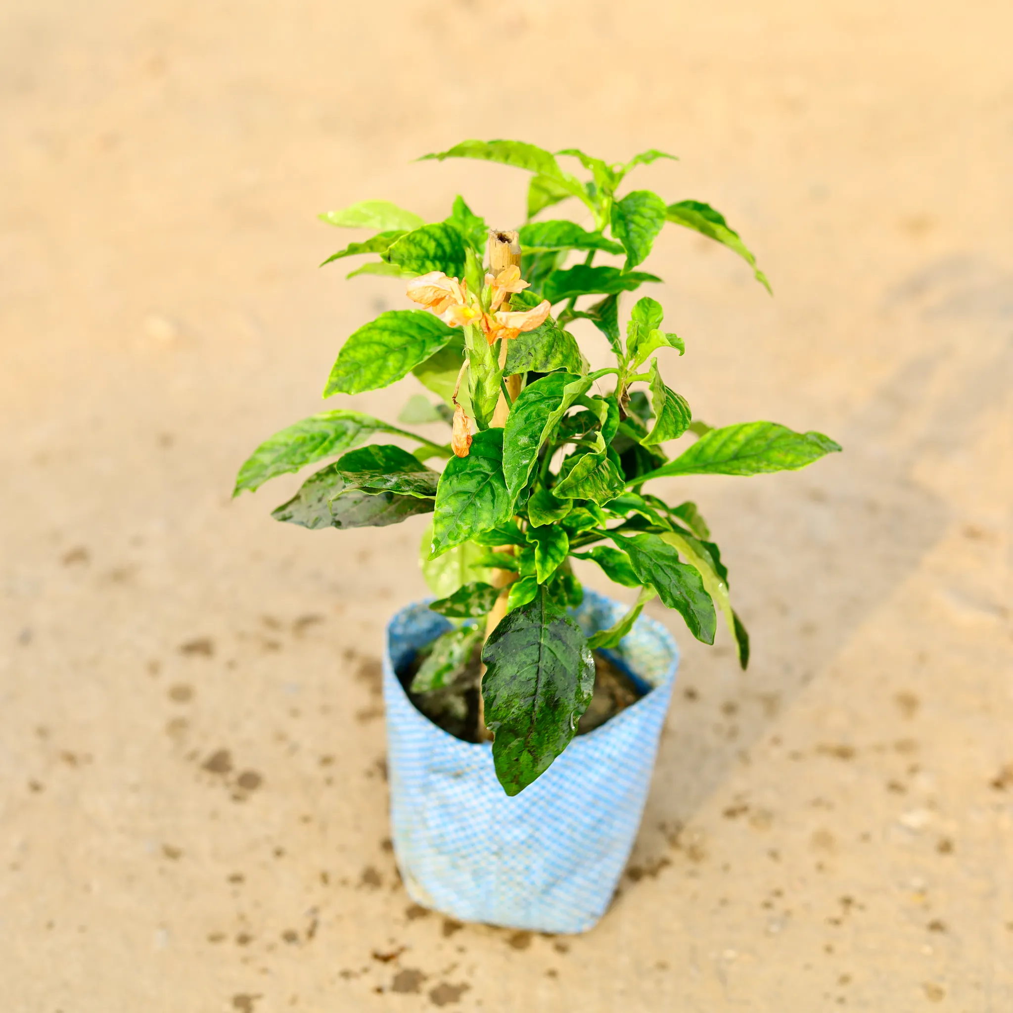 Crossandra (any colour) in 4 Inch Nursery Bag