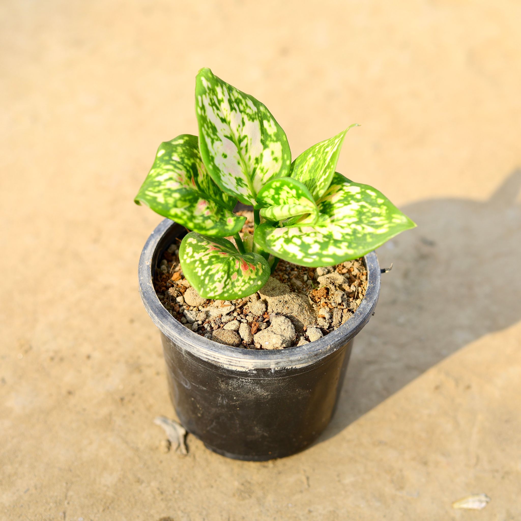 Aglaonema Pink Dalmatian in 4 Inch Nursery pot