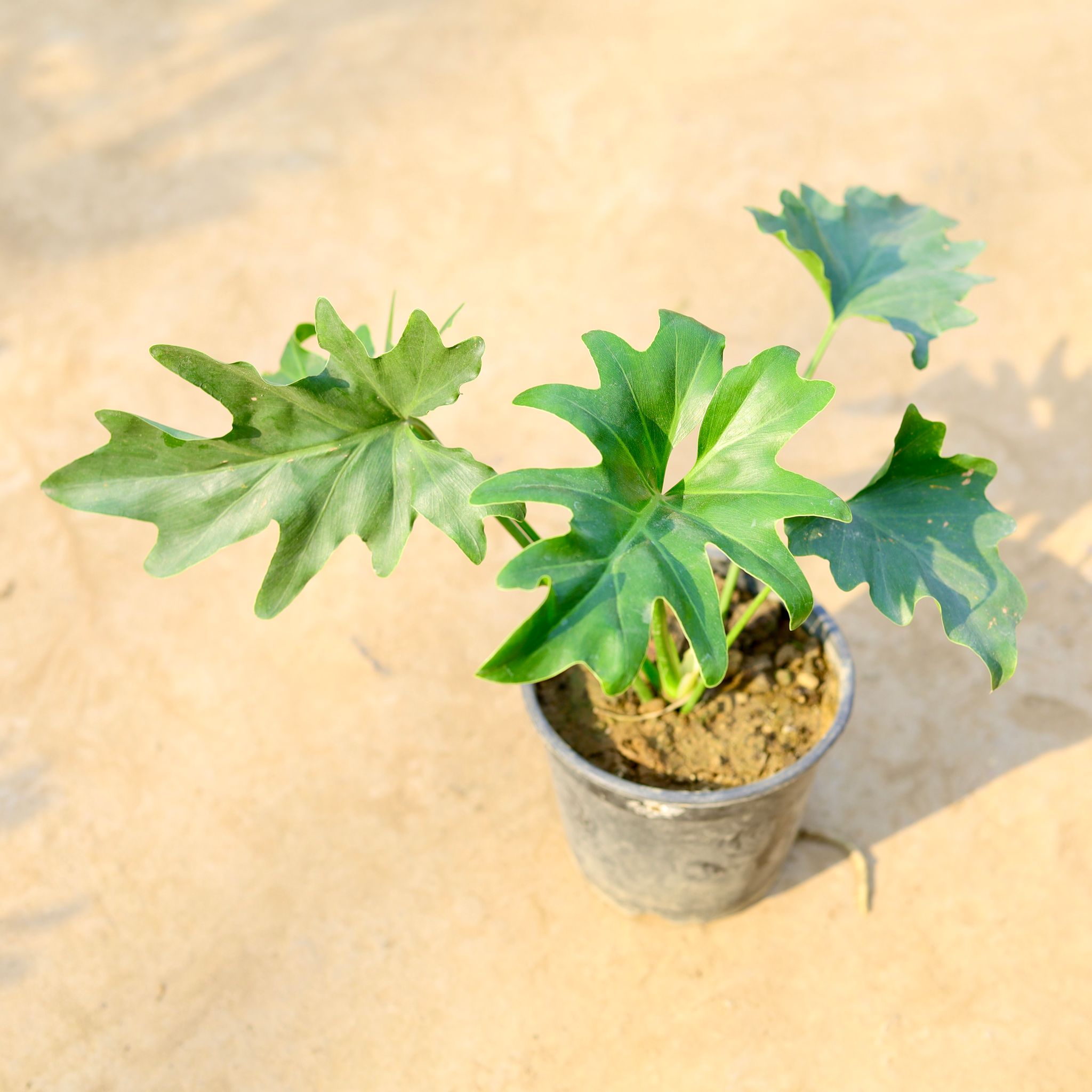 Philodendron Selloum in 5 Inch Nursery pot