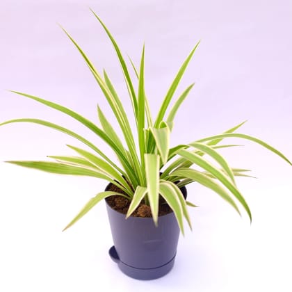 Spider in 4 Inch Florence Self Watering Pot