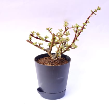 Portulacaria Afra Succulent in 4 Inch Florence Self Watering Pot