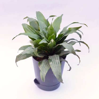 Dracaena compacta in 4 Inch Florence Self Watering Pot