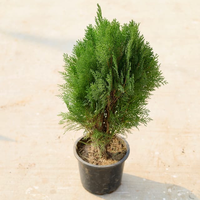 Morpankhi / Thuja in 6 Inch Nursery Pot